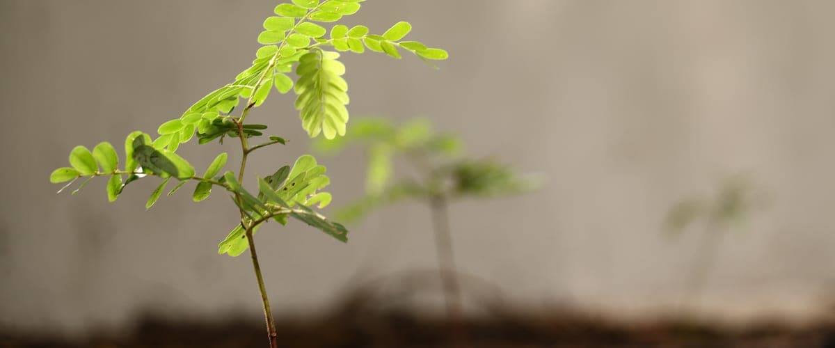 A tamarind sapling in soft light