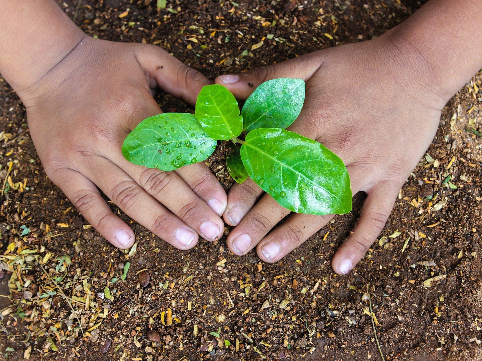 Two hands pressing soil around a newly planted sapling