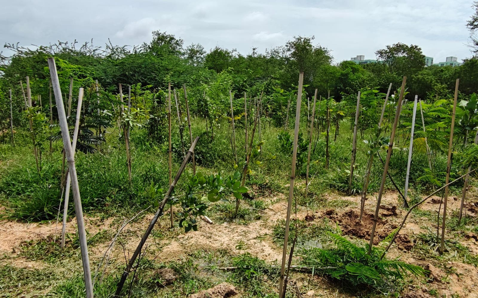 Young trees growing between bamboo stakes in a dense Miyawaki plantation at IIT Hyderabad