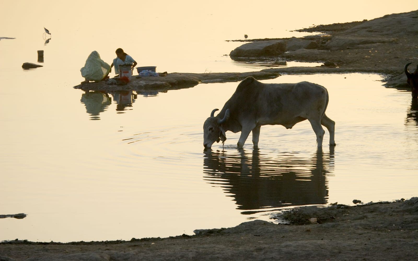 A cow drinks at a village pond in Tonk district, Rajasthan, as women wash clothes at the water's edge